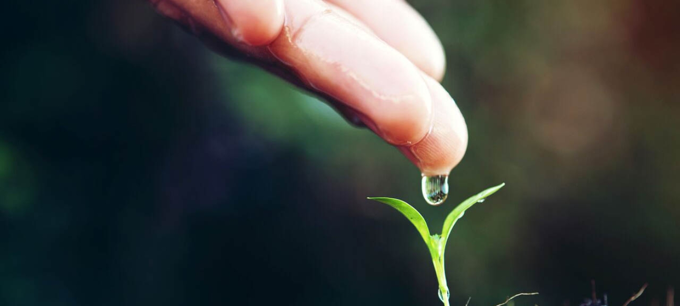 Young shoot of a plant