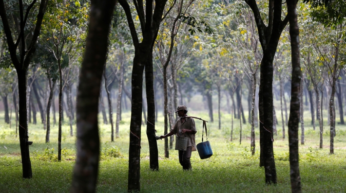 A farmer taps a rubber tree 