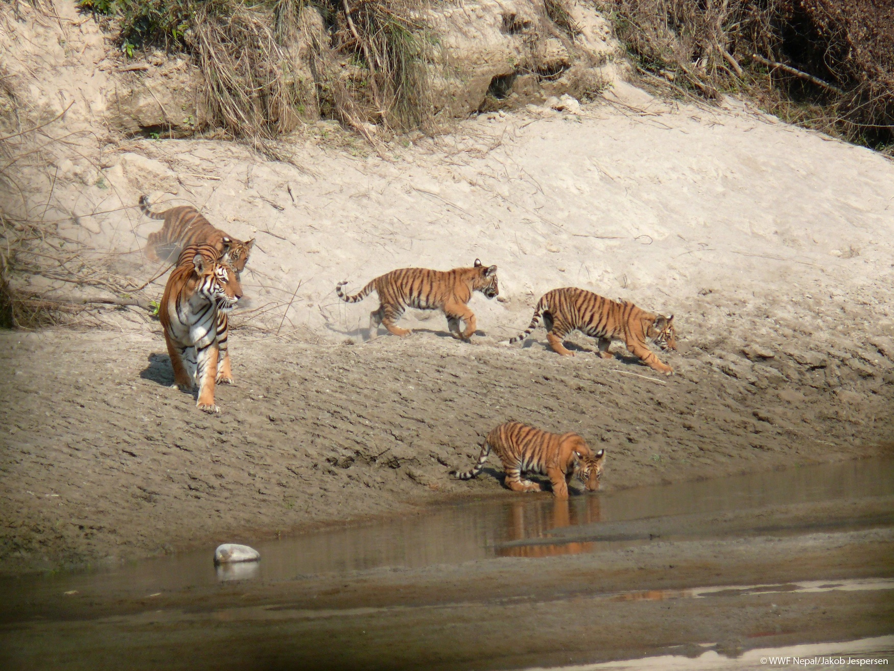 Tigers on a riverbank