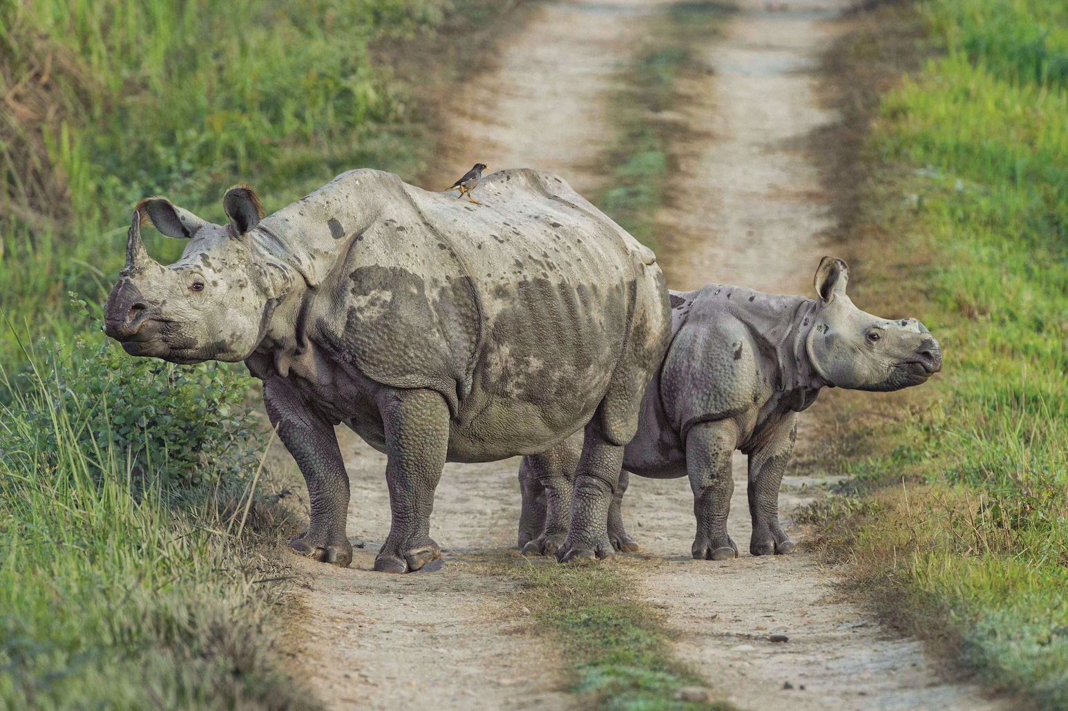 Two rhinos stand in a clearing