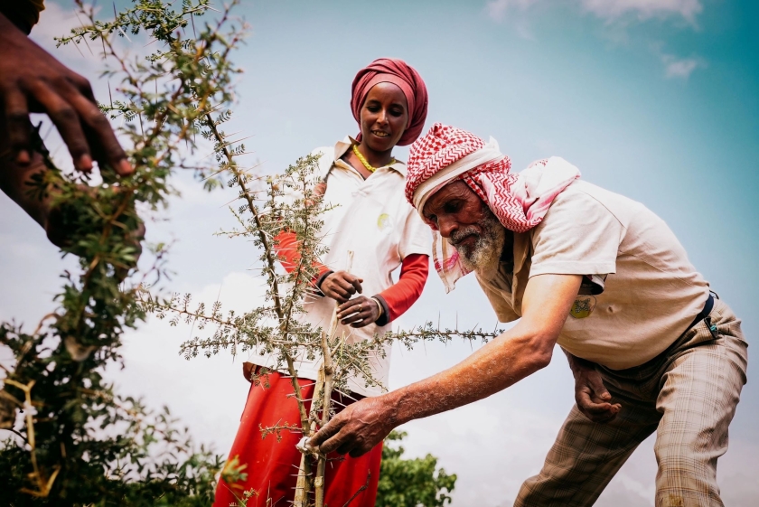 A man and woman plant a tree 