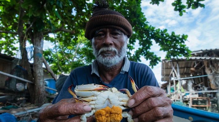 Surat Thani, Thailand : Fisherman, Sutham Hemmanee, holds up a berried female blue swimming crab. One berried female crab produces about 250,000 eggs. 