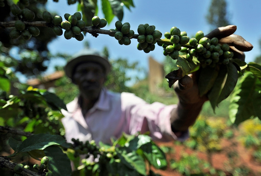 A man plucks a coffee been from a tree 