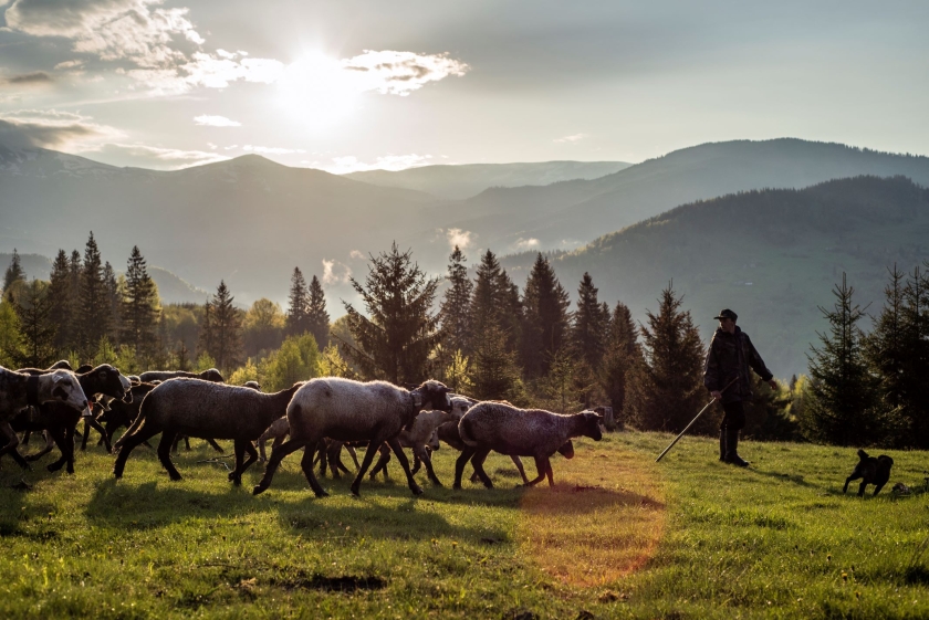 A shepherd and a heard of sheep walk in the mountains at sunset   caption: 