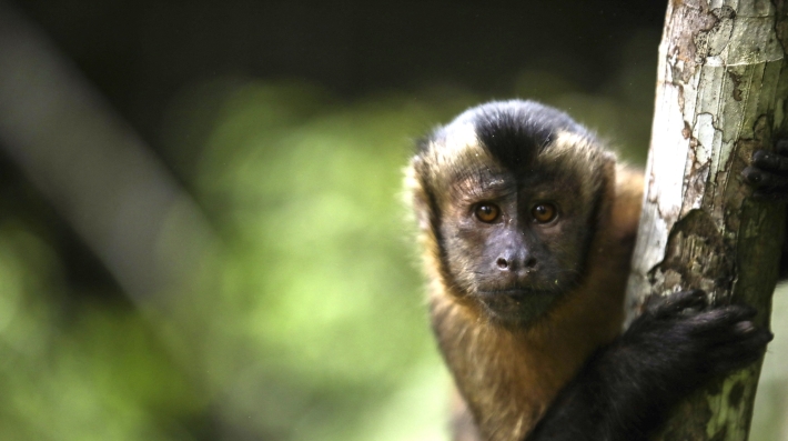 A monkey in a tree peers into the camera.