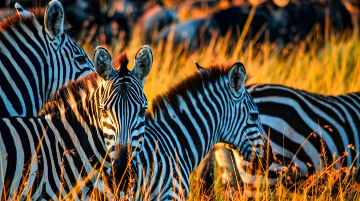 Zebras in a grass field during daytime