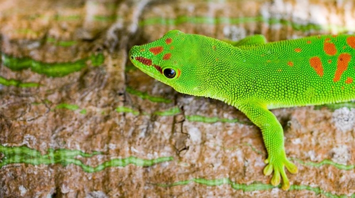 A lizard on a tree.  Photo by UNDP Madagascar/Carlos Crespo