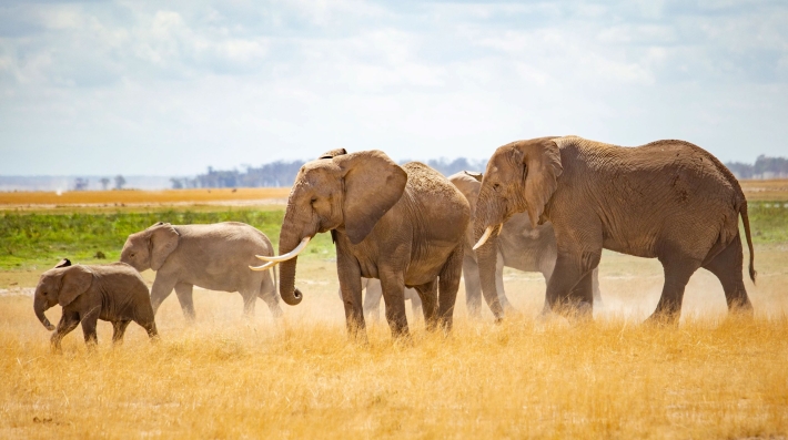  A herd of elephants