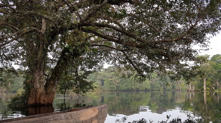 Peatland forest in the DRC.