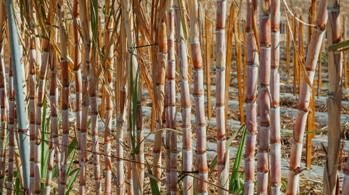 Sugarcane farmland