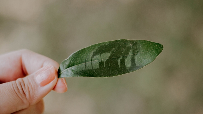 A leaf