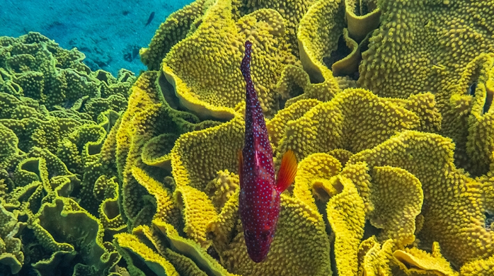 Red coral grouper, scientific name is Cephalopholis miniata, it inhabits coral reefs of the Red Sea, Middle East