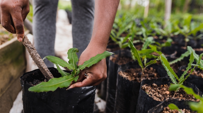 tree planting 