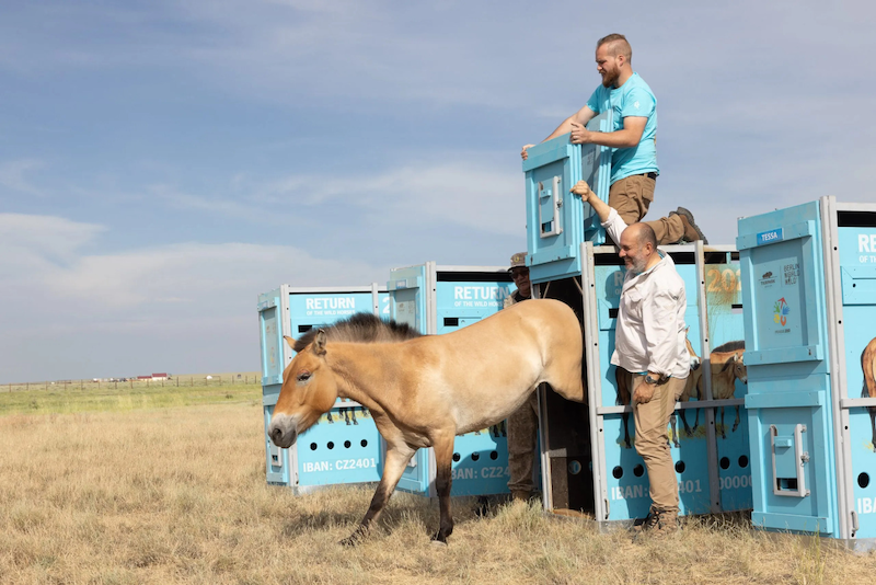 The world’s last genetically wild horses are released to the wild in Kazakhstan after almost 200 years of surviving in captivity, thanks to restoration work by UNEP partner the Altyn Dala Conservation Initiative and breeding and rewilding efforts by European zoos 